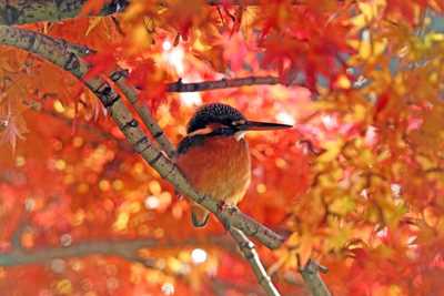 動物景色・秋, Animalscape in fall.
